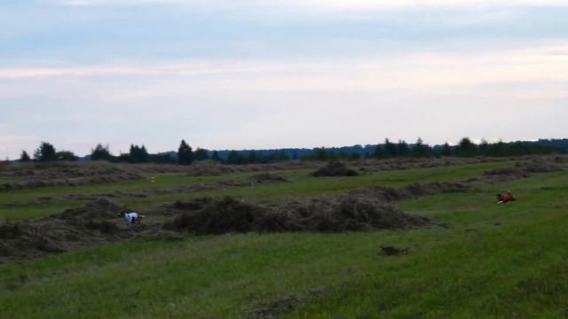 Басенджи BOSKO BOKARI ESENIJA SANNI LAIT (К) - AFIYA MONIFA AFRIKA (Б). ЧРКФ-CACL, Ярославль 2020. смотреть онлайн