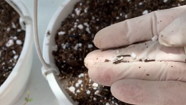 Cotyledon Pendens e Cotyledon Papillaris | Qual a diferença? | Suculentas Pendentes смотреть онлайн