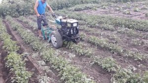Окучивание картошки мотоблоком 2019