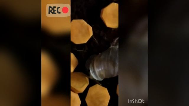 Трудна жизнь домашних улиток ?? смотреть онлайн