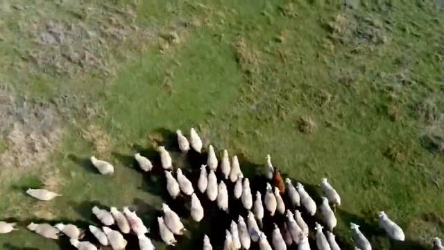 Бессарабские овцы прекрасны (GoPro V.Grub FanClub)