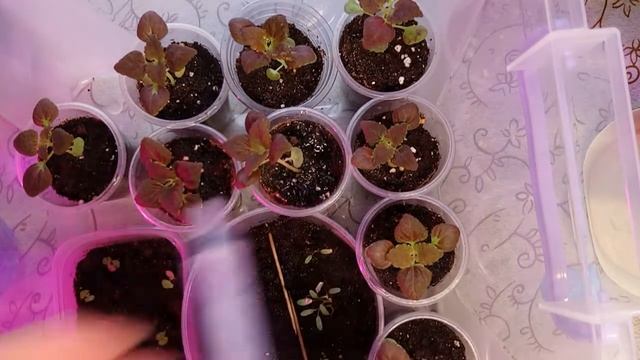 Удобрение рассады цветов 2022? Чем удобряю. Первая подкормка. смотреть онлайн