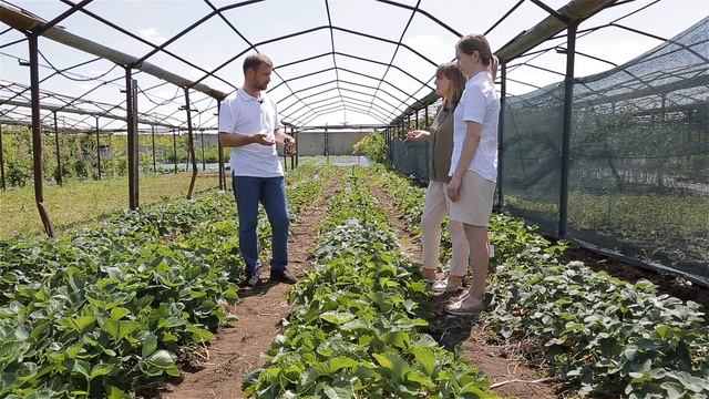 Земляника садовая. Обзор сортов. смотреть онлайн