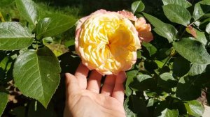 Цветущая роза KORDES JUBILEE (Кордес Джубили)