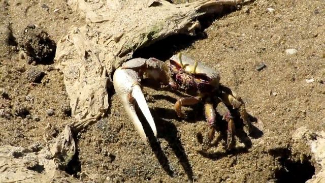 Fiddler crab смотреть онлайн