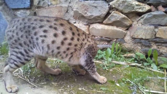 savannah F5 Malik смотреть онлайн