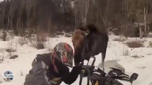 Лось атакует. Лось против человека. Лось против робота