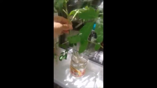 Рассада томатов. 2 куста из одного семечка! смотреть онлайн