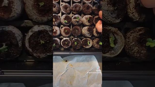 Paper Towel Germinating with Tabebuia Seeds смотреть онлайн