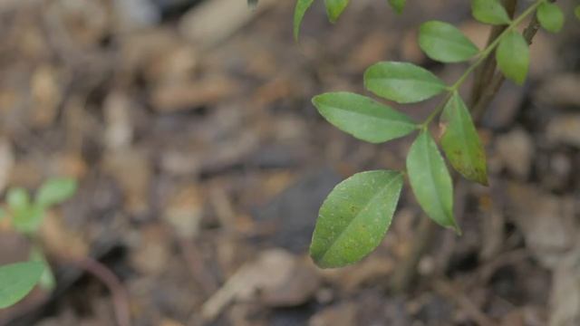 Mamiya 80mm macro f4 смотреть онлайн