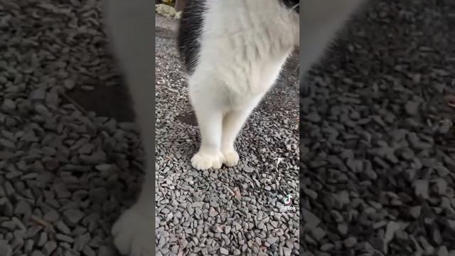 Кошки с 6ю пальцами на каждой лапе. Только здесь - Ки Вест Флорида, США. Музей Хемингуэя смотреть онлайн