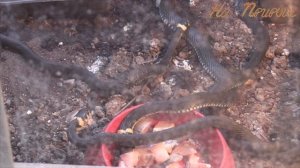 Содержание ужа в неволе