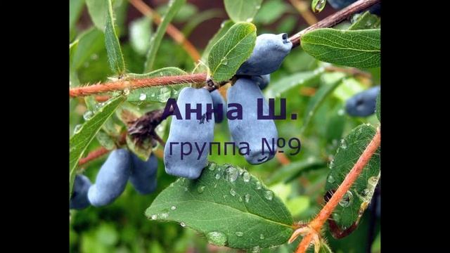 Поэзия ягод смотреть онлайн