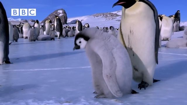 PENGUINS...ICE SKATING!!!