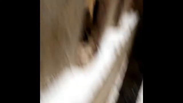 СЛУЧКА СВИНЕЙ С ХРЯКОМ смотреть онлайн