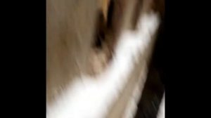 СЛУЧКА СВИНЕЙ С ХРЯКОМ