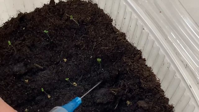 Сажаем Петунию! От посева до подсветки за 7 дней. смотреть онлайн