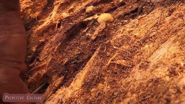 Первобытная культура-Удивительный человек находит кокосовых червей и готовит их смотреть онлайн