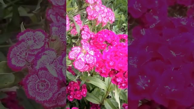 Гвоздика турецкая посадка,уход,размножение смотреть онлайн