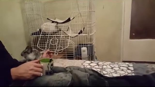 чихуахуа Кекс и Шиншилла смотреть онлайн