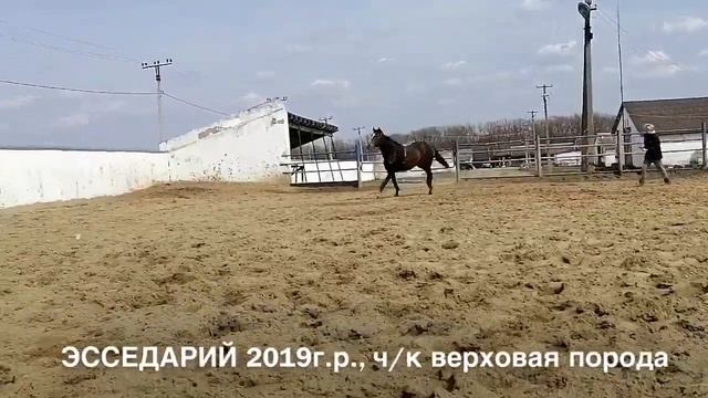ПРОДАН: ЭССЕДАРИЙ жеребчик 2019г.р. ч/к верховая порода Конеферма Эквилайн смотреть онлайн