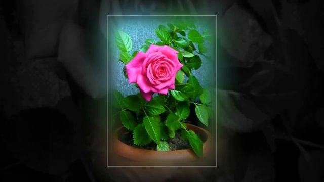 Комнатные розы. Слайд шоу. смотреть онлайн