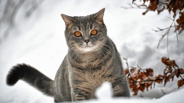 Падает снег смотреть онлайн