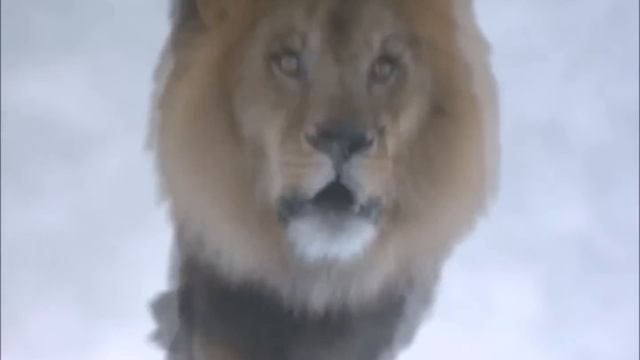 Animorphs Rachel Morph Compilation HD