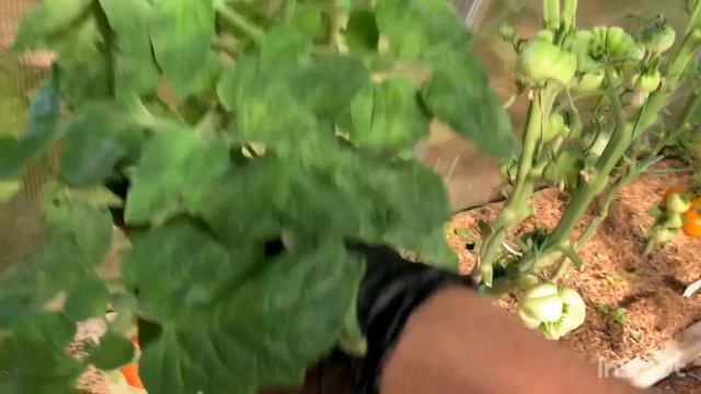 Обзор сортов томатов.В.Г.Алифирова.ЧАСТЬ 1. смотреть онлайн