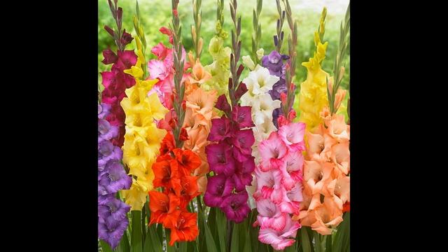 Елена Загрядская Осенние цветы смотреть онлайн