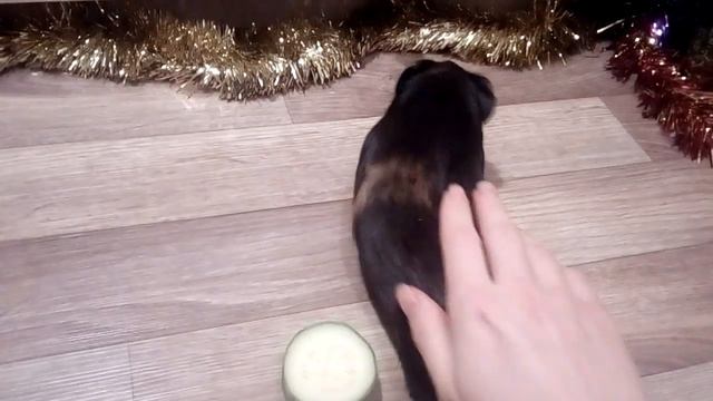 Как я назвала морскую свинку?