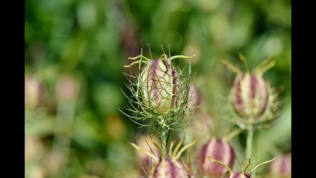 Ишемический инсульт, Черный тмин смотреть онлайн