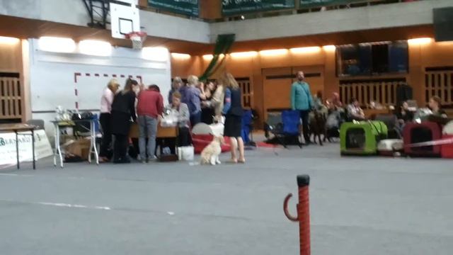 CAMELIA G. First time Kraków 2014/ w.o. 1xNajlepsze szczenie w rasie (Kraków) смотреть онлайн