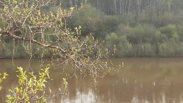 №3486 07 05 2023 Птицы в городе смотреть онлайн