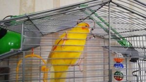 Самка какарик разговаривает