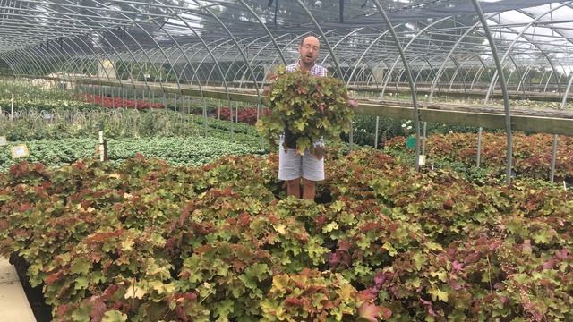 Riverbend Nursery Plant Premiere Week 38--Heuchera 'Caramel' #3 смотреть онлайн