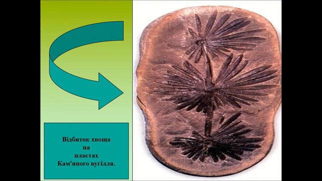 Відео до уроку біології 6 клас Папороті, хвощі, плауни смотреть онлайн