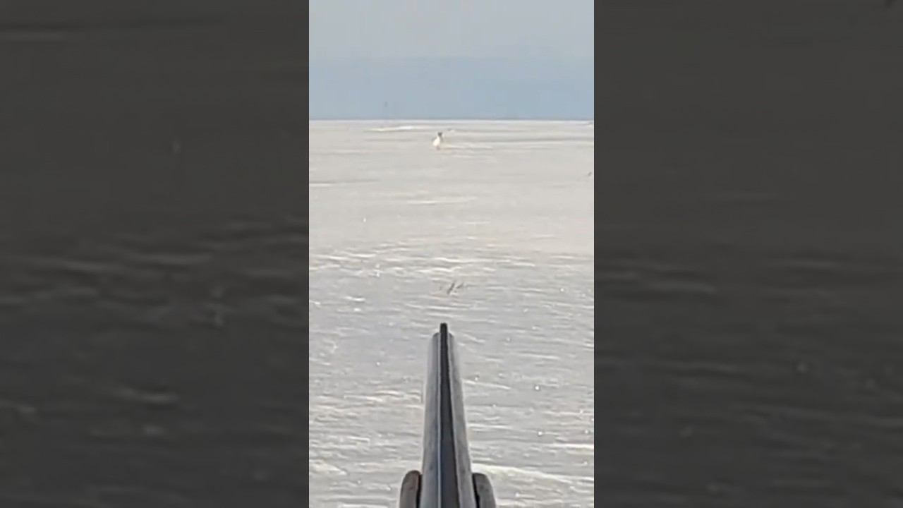 Охота на зайца. Сам пришел на выстрел #охота #охотаназайца смотреть онлайн