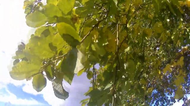 Осенняя радость 01.10.2016 смотреть онлайн
