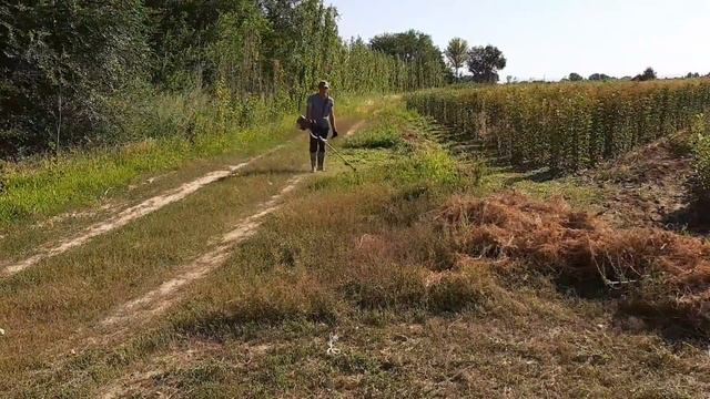 Проверка леска для триммера поле травы. Алибек косилка травы. смотреть онлайн