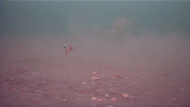 Взял Камеру Подводную на Рыбалку,опустил а там:Мамки,Лёшки,Матросы. смотреть онлайн