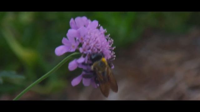 80 200 Lens Test 2k bee 60p смотреть онлайн