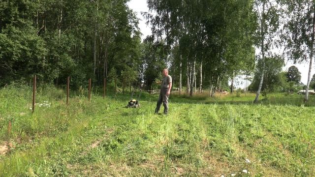 Мульчирование сидератов. Одолеет ли газонокосилка высокую траву. Два больших минуса Champion LM5645 смотреть онлайн