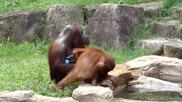 Орангутанги