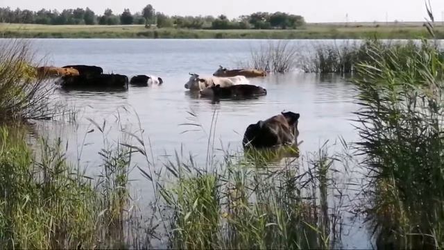 Коровы Купание смотреть онлайн