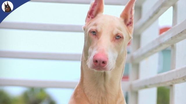 The Albino (White) Doberman смотреть онлайн