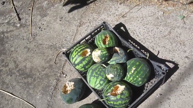 Черный вор на бахче | Первый вынужденный сбор арбузов | РУССКОЕ ПОЛЕ || смотреть онлайн