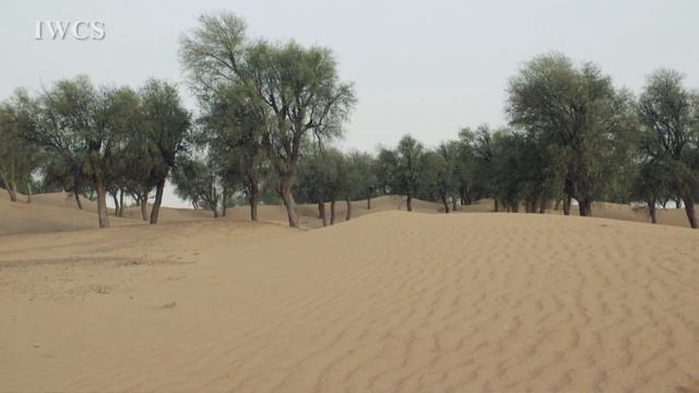 Dubai Desert Conservation Reserve