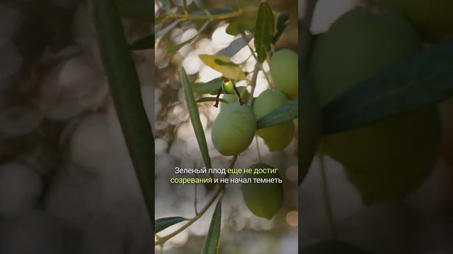 ОЛИВКИ И МАСЛИНЫ РАСТУТ НА РАЗНЫХ ДЕРЕВЬЯХ? смотреть онлайн