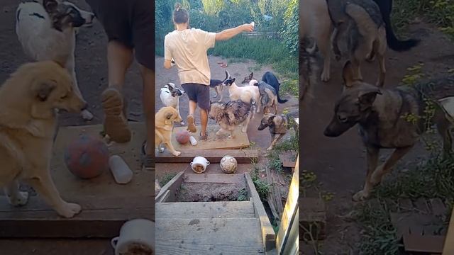 собаки и арбуз, арбуз это ягода или фрукт, естественная пища,дарование природой для человека смотреть онлайн